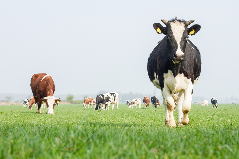 牛の糞尿で再エネづくり。アメリカの農場で進む「バイオ」な実験