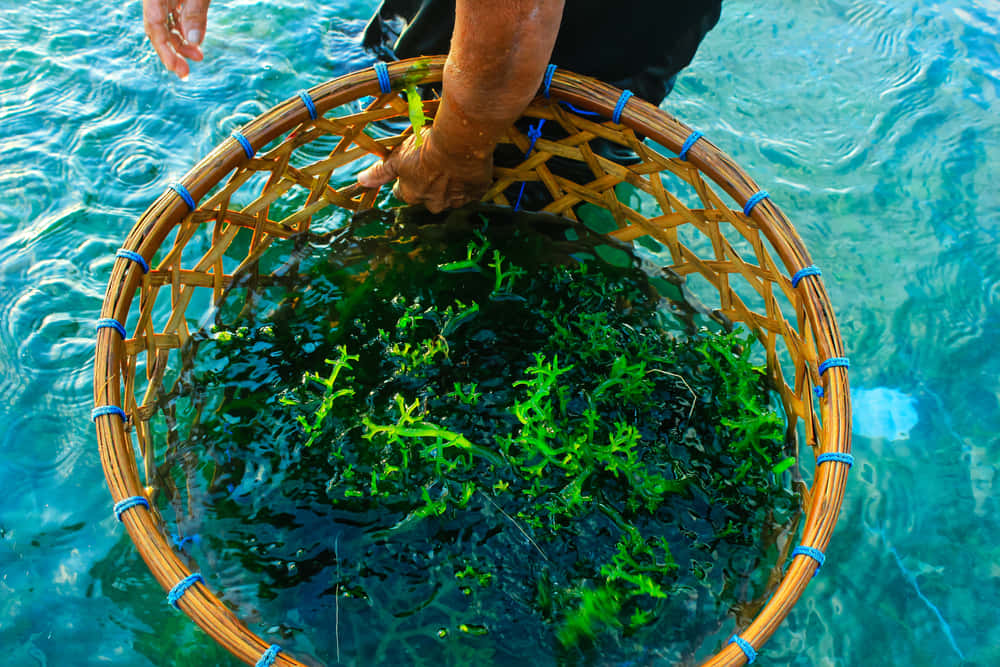 海藻が次世代のクリーンエネルギーとなる可能性