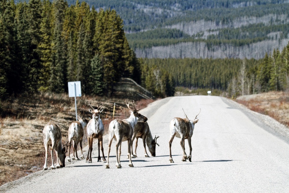 高速道路に誕生した「野生動物のための道」