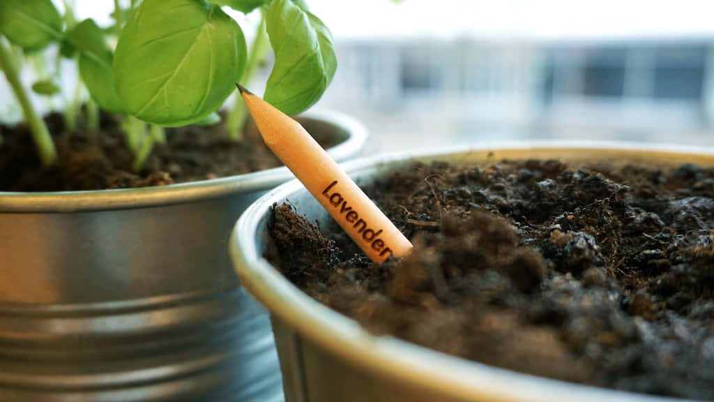 使えなくなったら植えられる鉛筆「Sprout pencil」