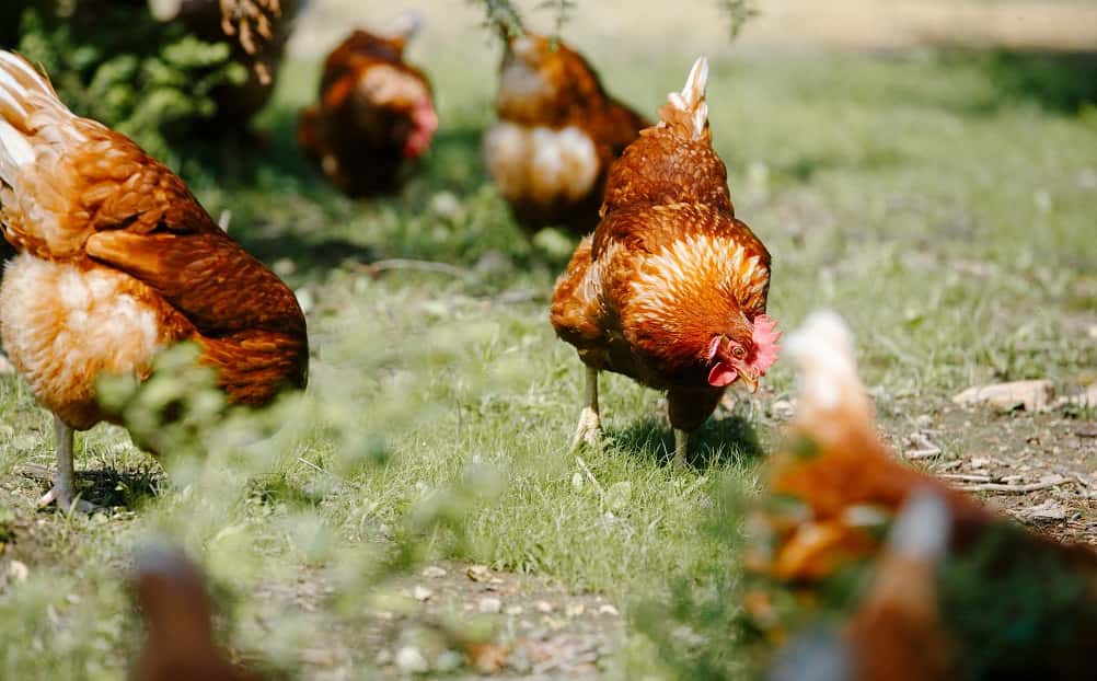 印字された農場名を入力すると、鶏の平飼い農場にVRでリモート訪問できる卵パック