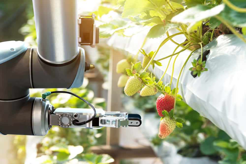 農業の人手不足解消へ。24本「腕」でいちごを収穫するロボット「Agrobot」