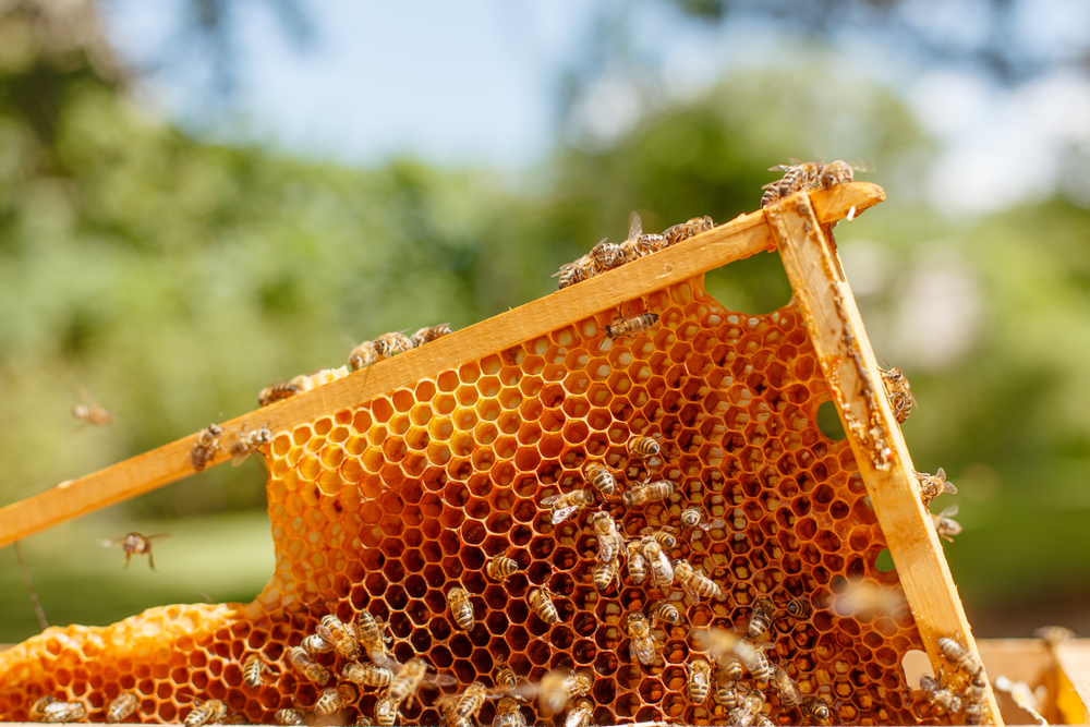 都会の自宅でできたての蜂蜜を収穫できる「b-box」